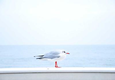 双色球玩法